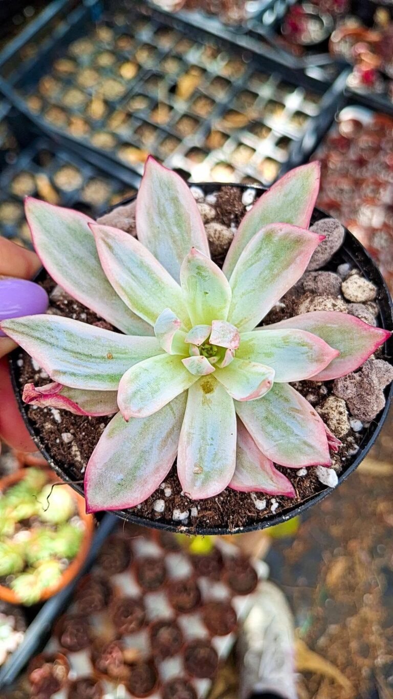 Echeveria Laulensis x lauii Variegata korean