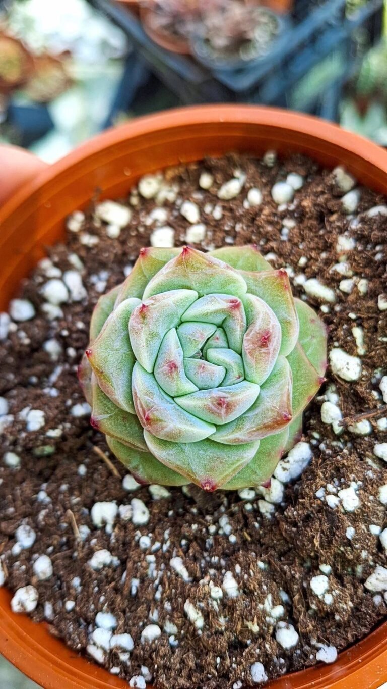 Echeveria Lemon fresh korean