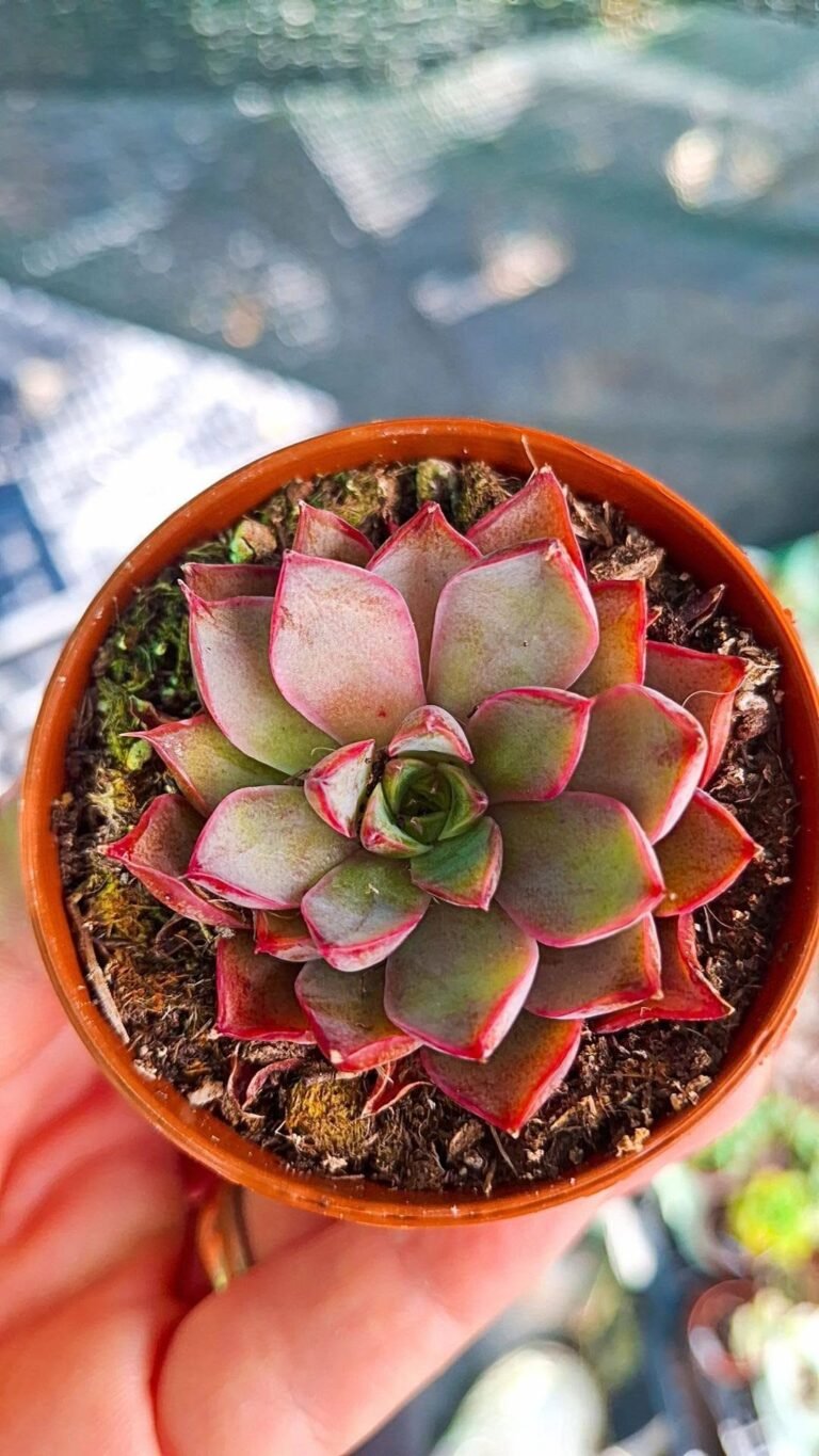 Echeveria Punita