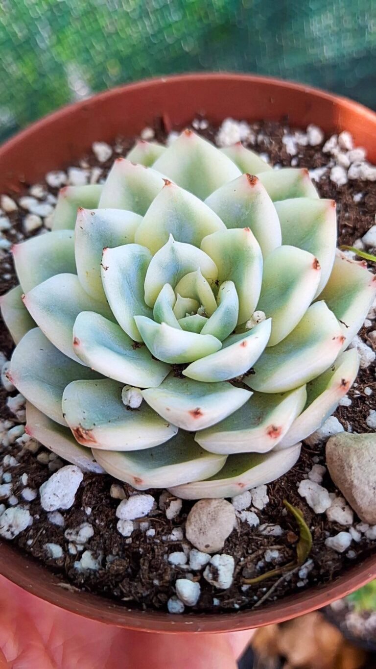 Siracactus-succulente-Echeveria-Moon-Fairy-Variegata-korean-1.jpg