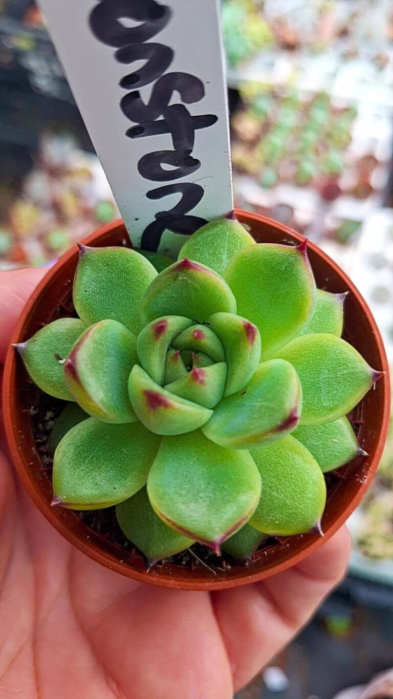Echeveria Moon Stone