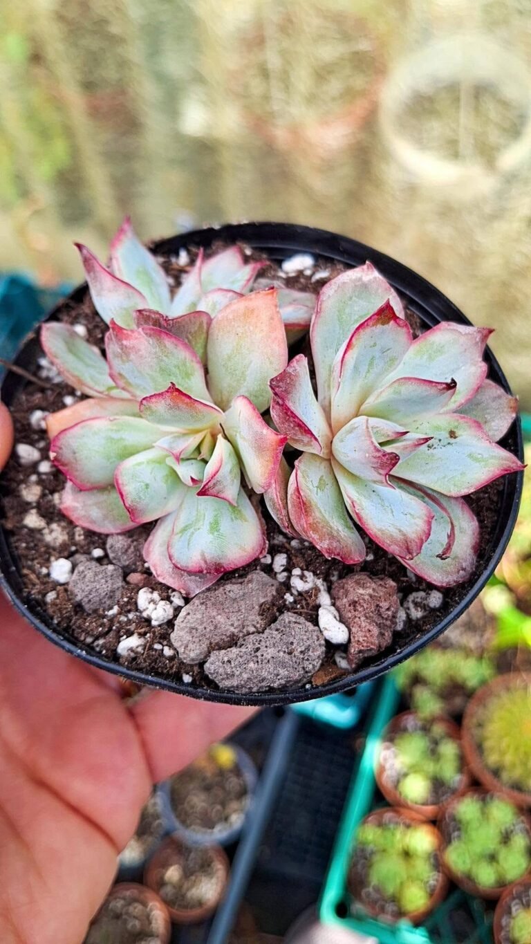 Echeveria Moon goddes Variegata korean cluster