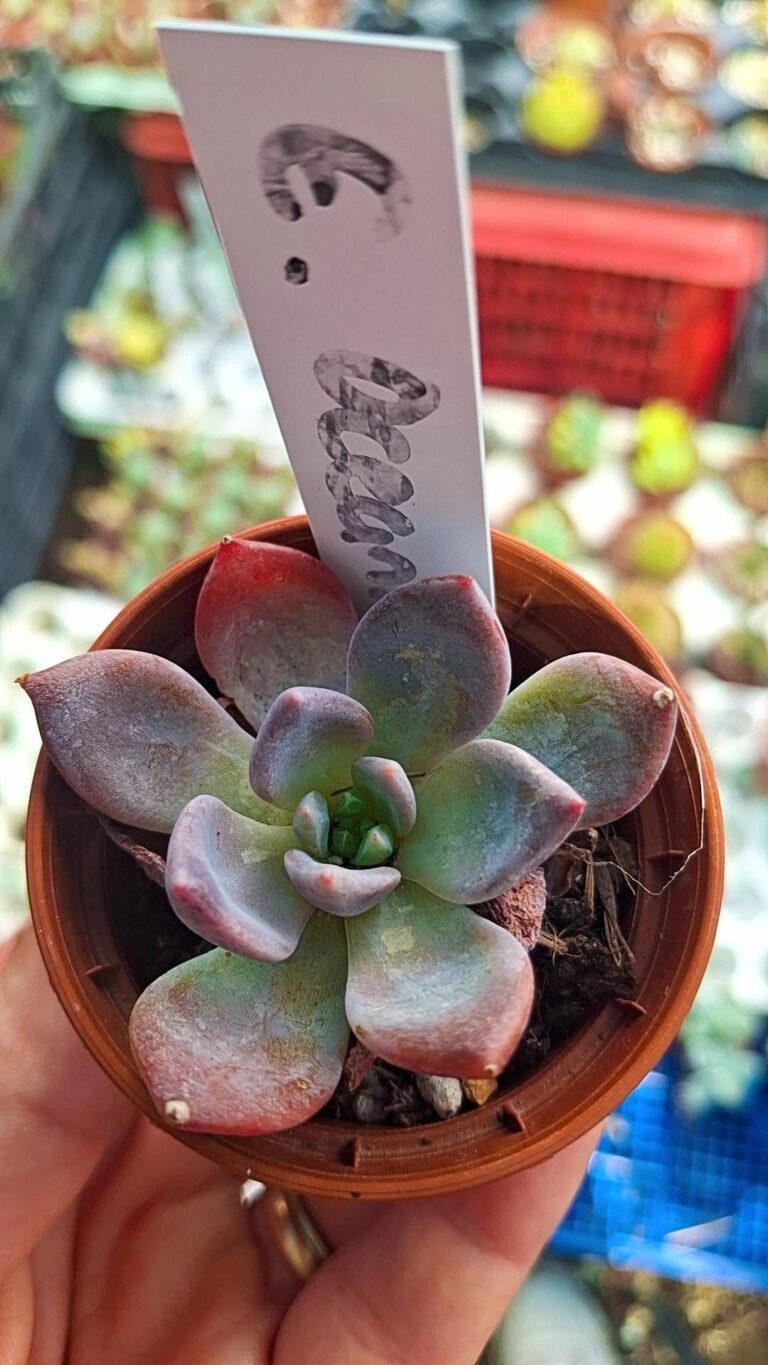 Echeveria Ocean