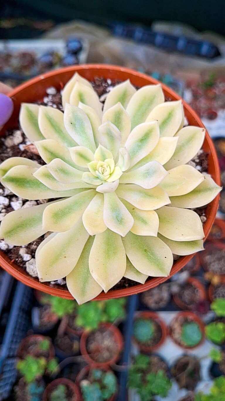 Echeveria Olivia Yellow variegata korean