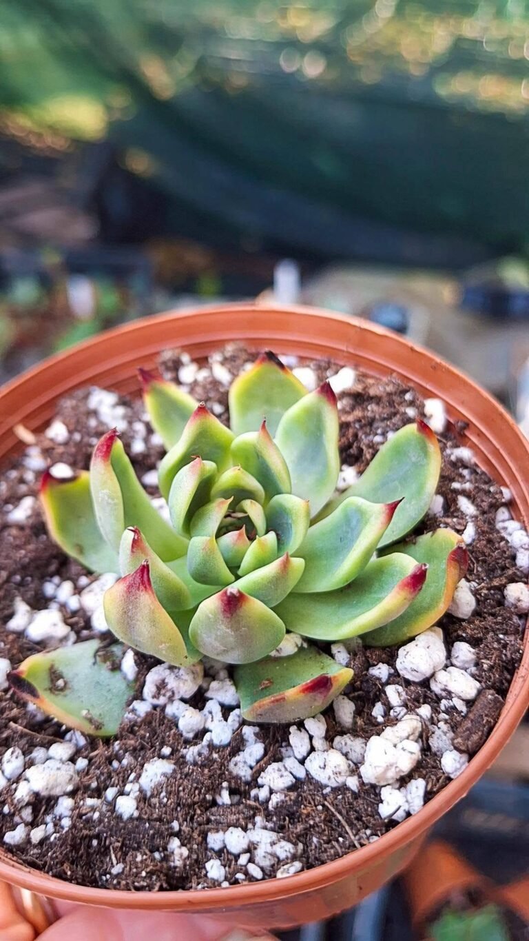 Echeveria Peach blossom Variegata korean