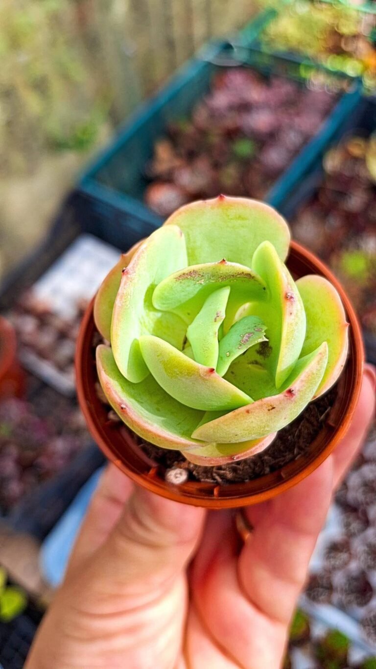 Echeveria Peach Pride