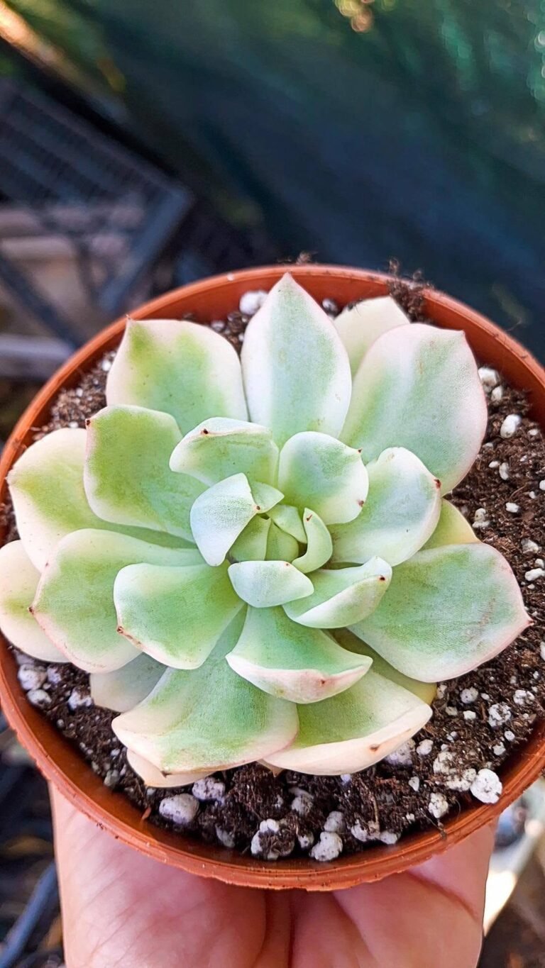 Echeveria Pink Crystal variegata korean