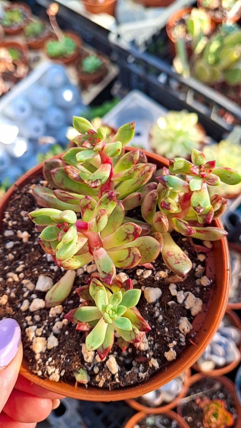 Echeveria Pink Ruby korean