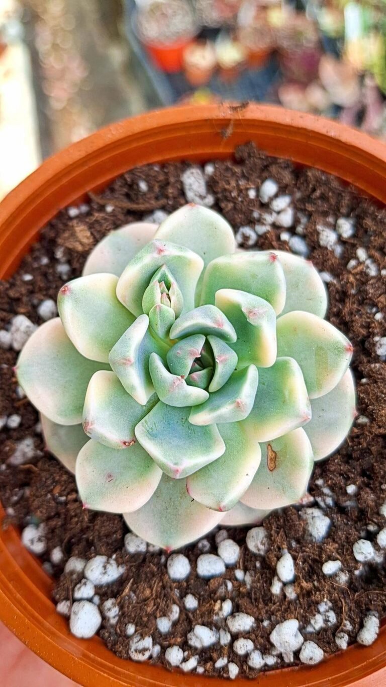 Siracactus-succulente-Echeveria-Pink-beauty-Variegata-korean.jpg