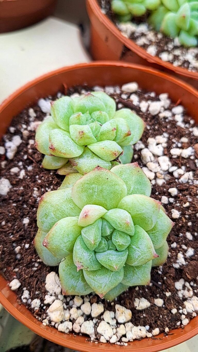 Echeveria Pink diamond pietrification korean