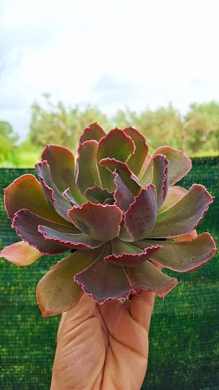 Siracactus-succulente-Echeveria-Pink-frills.jpg