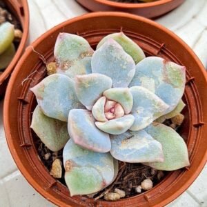 Echeveria Pink touch korean