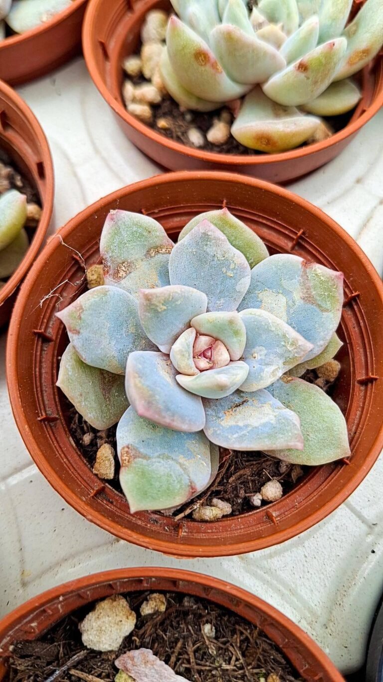 Echeveria Pink touch korean