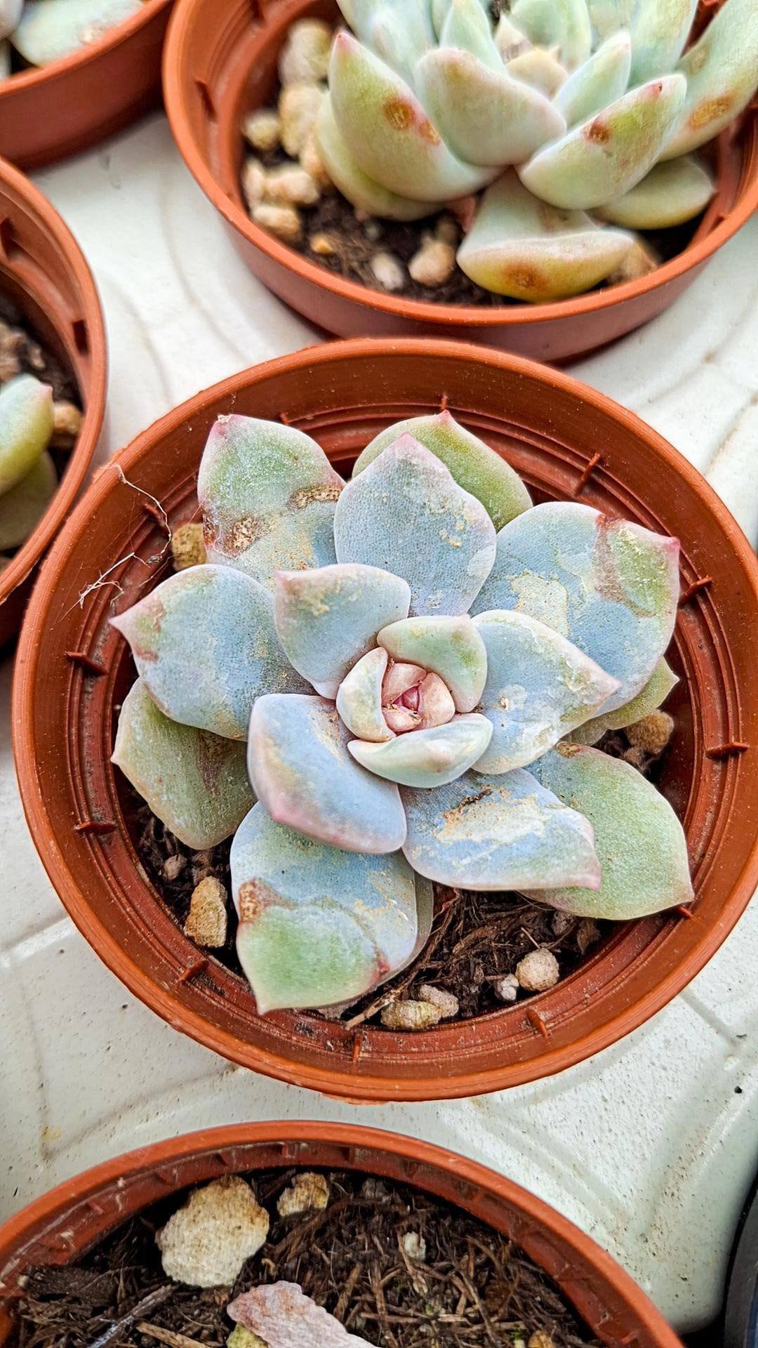 Echeveria Pink touch korean