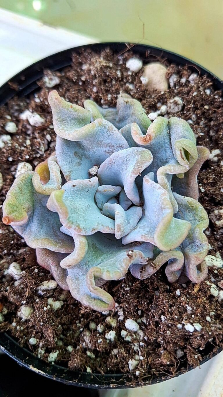 Siracactus-succulente-Echeveria-Queen-crown-korean.jpg