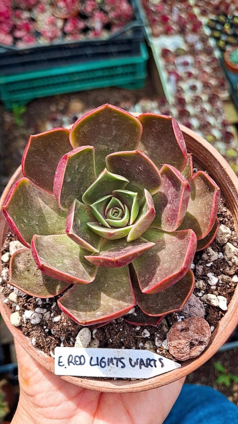 Echeveria Red light