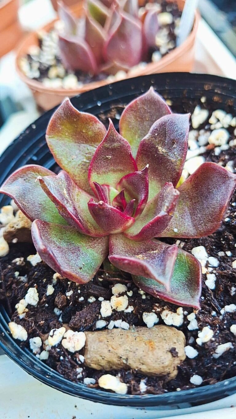 Siracactus-succulente-Echeveria-Red-rose-x-ebony.jpg