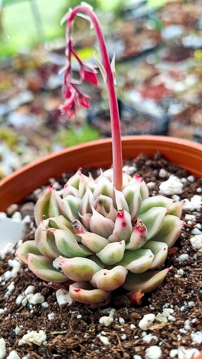 Siracactus-succulente-Echeveria-Red-sandwich-variegata-korean-1.jpg