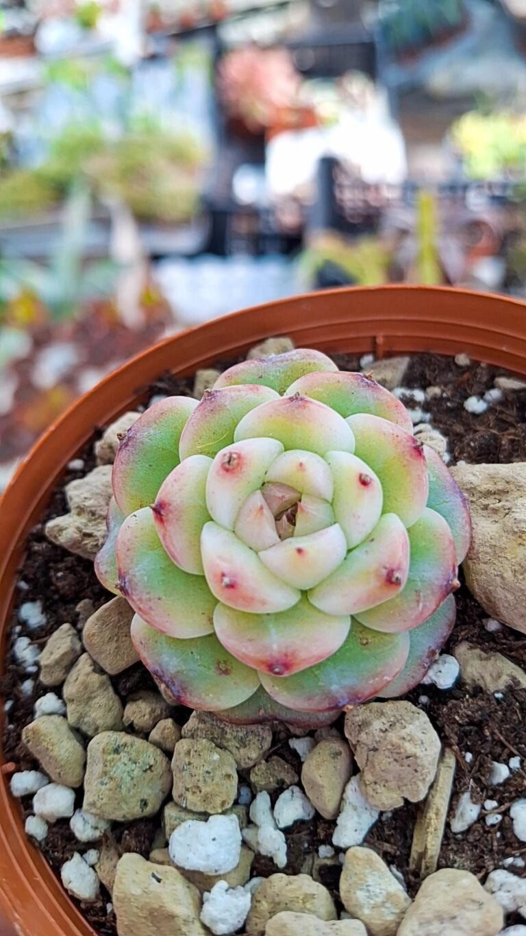 Siracactus-succulente-Echeveria-Red-velvet-variegata-korean.jpg