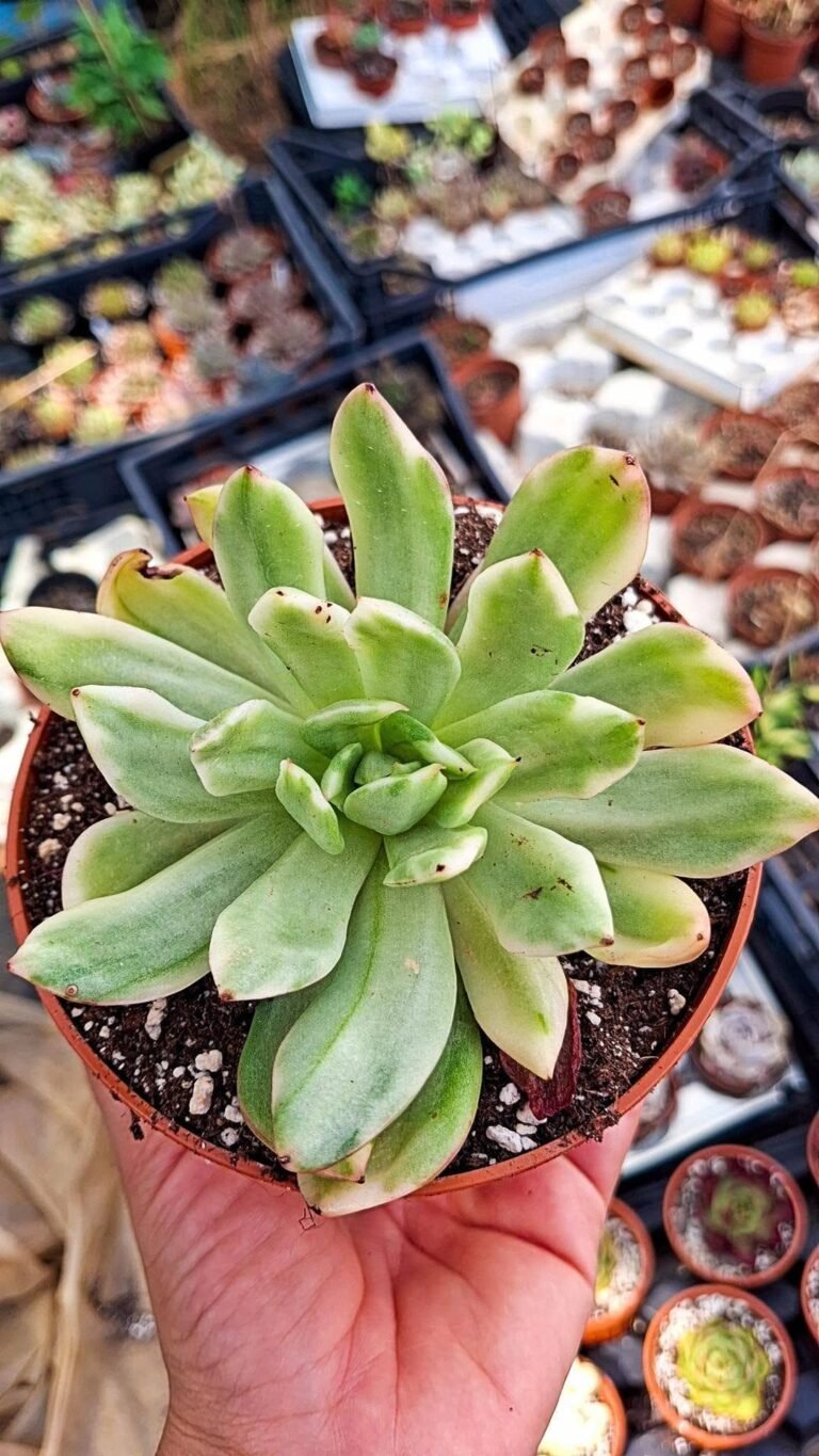 Echeveria Roger Variegata korean