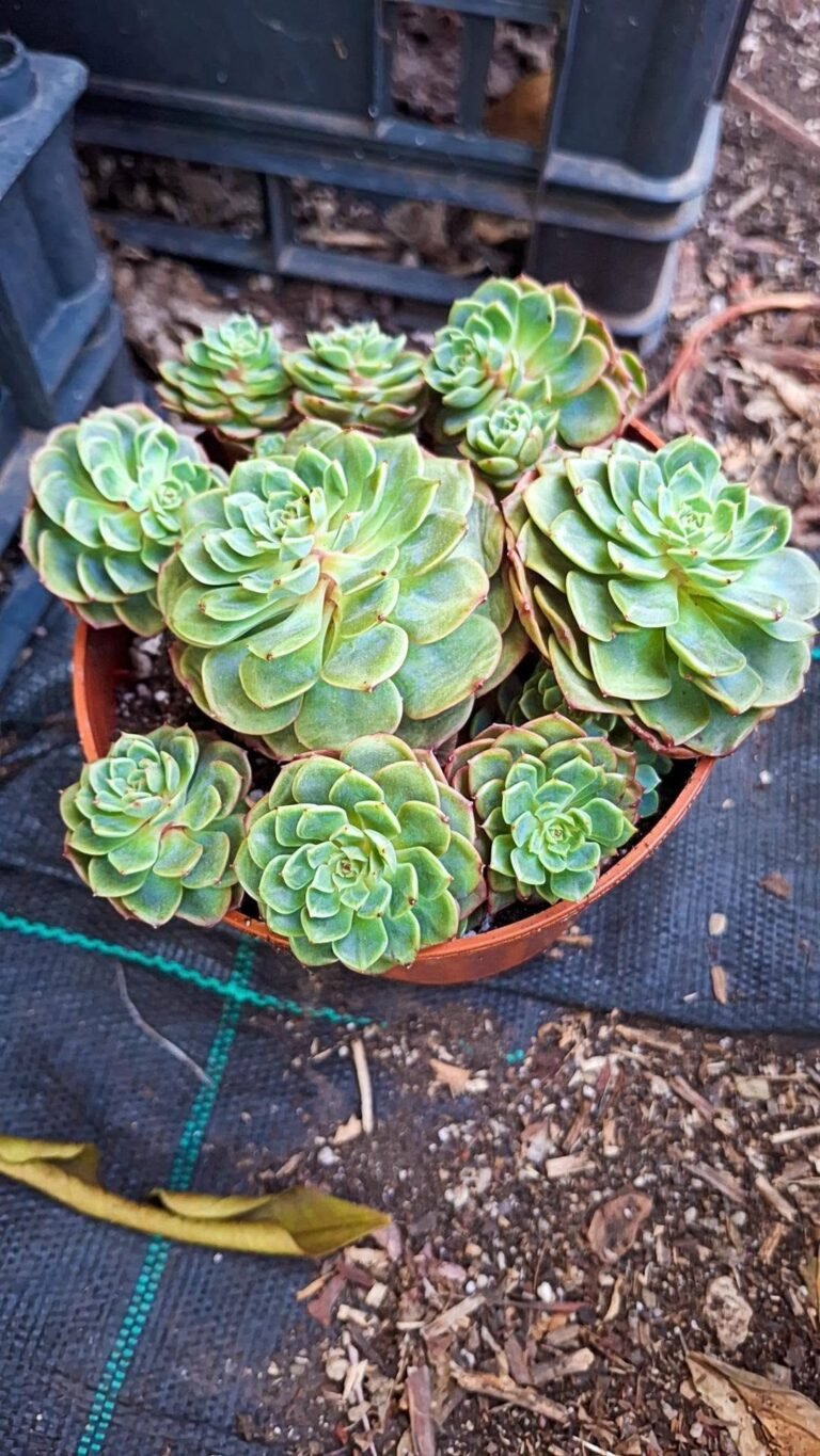 Echeveria Surprise cluster korean big