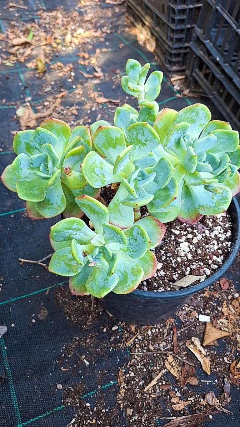 Echeveria White Moon light cluster korean