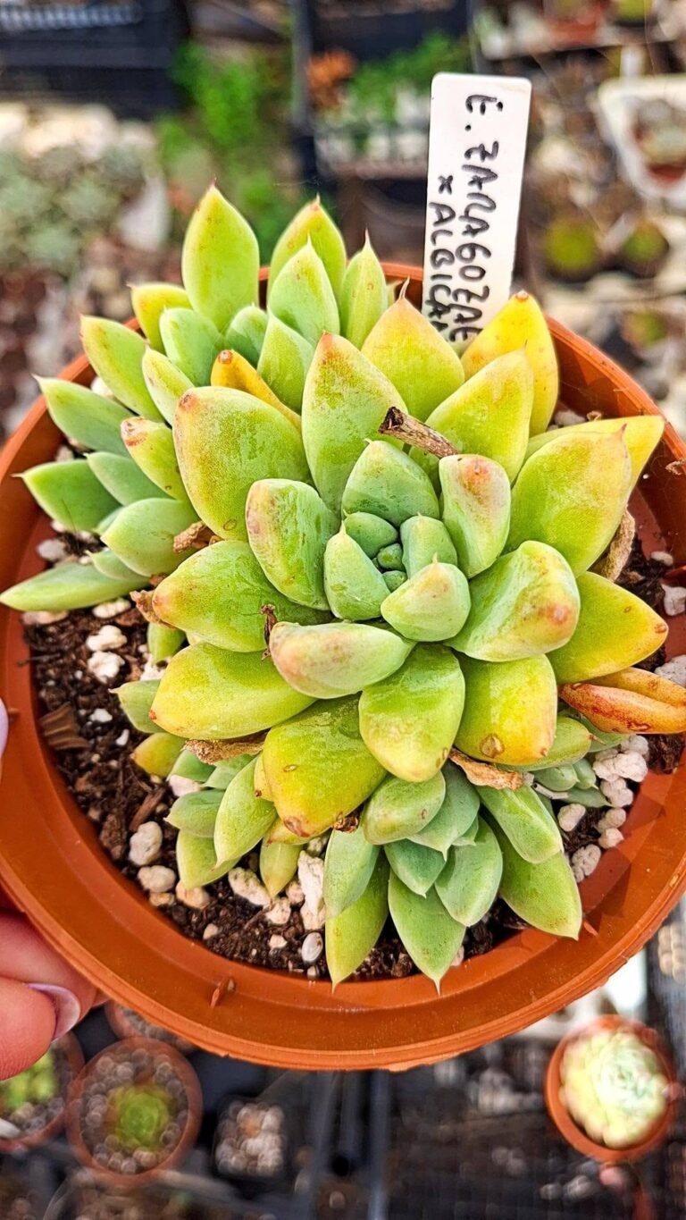 Echeveria Zaragoza x echeveria albicans