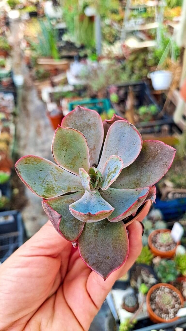 Echeveria Afterglow