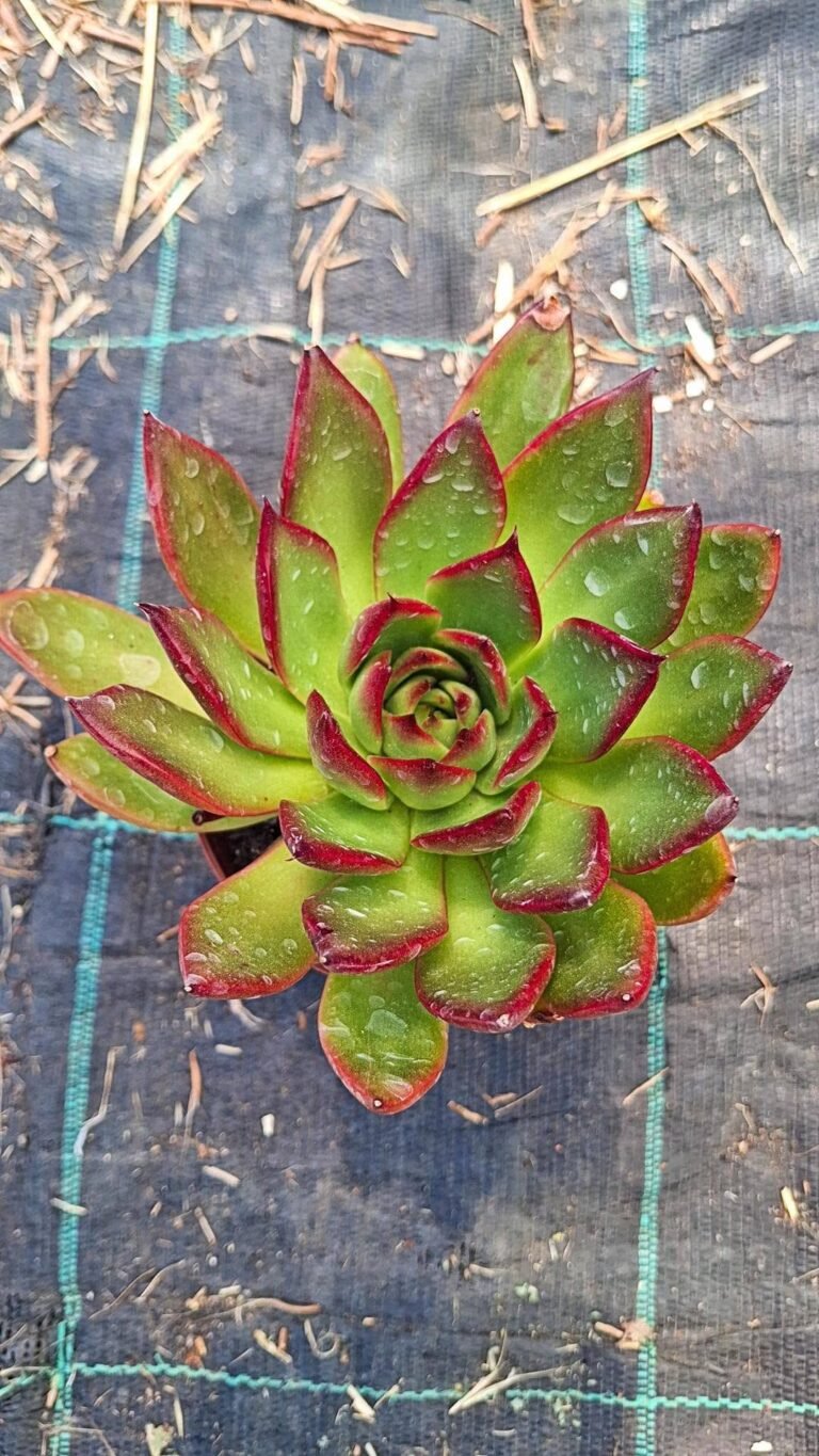Echeveria agavoides