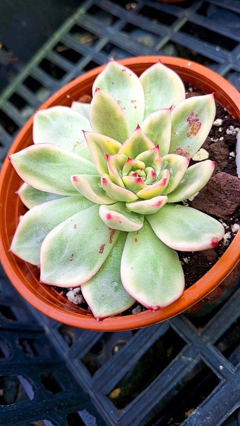 Echeveria agavoides Jjok-bit ebony Variegata korean