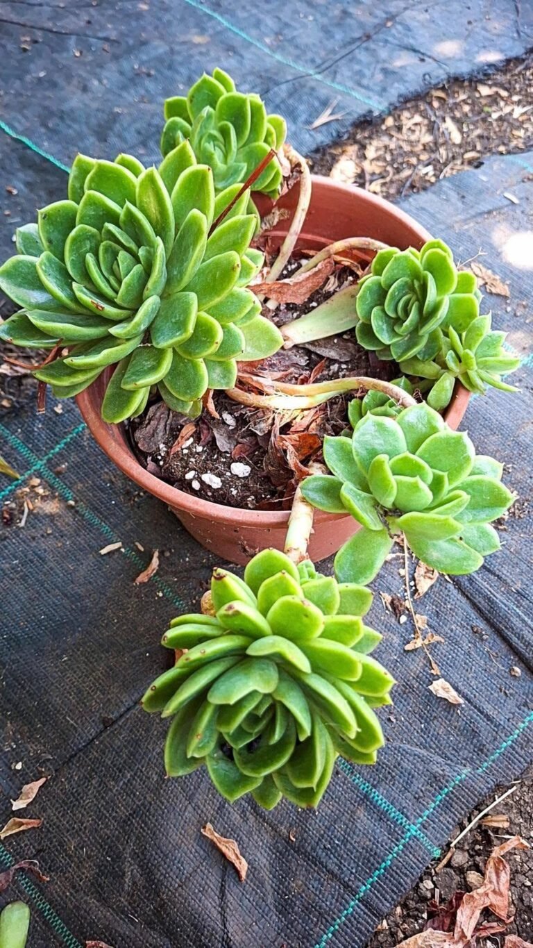 Echeveria agavoides Gilva