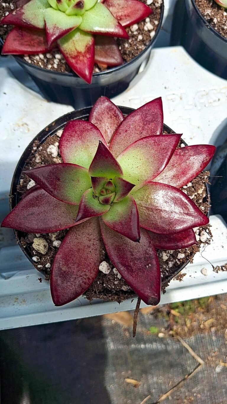 Echeveria agavoides Romeo Rubin