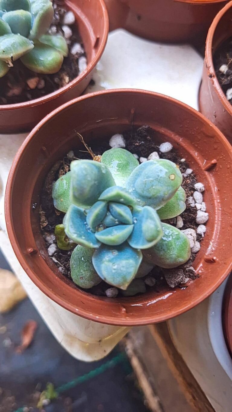 Echeveria albi-drop