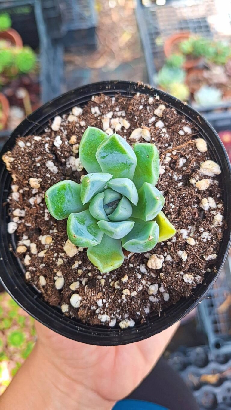 Echeveria albicans x hyalina