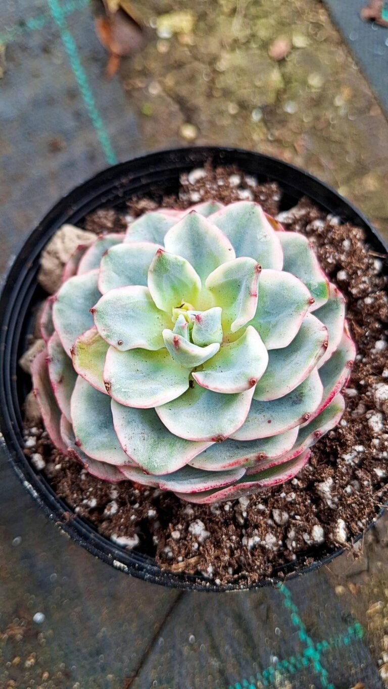 Siracactus-succulente-Echeveria-atlantis-Variegata-korean-1.jpg