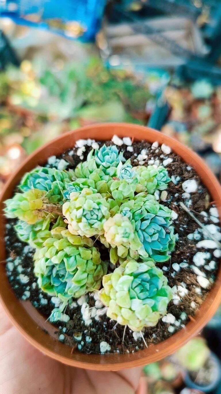 Echeveria ball of fat korean