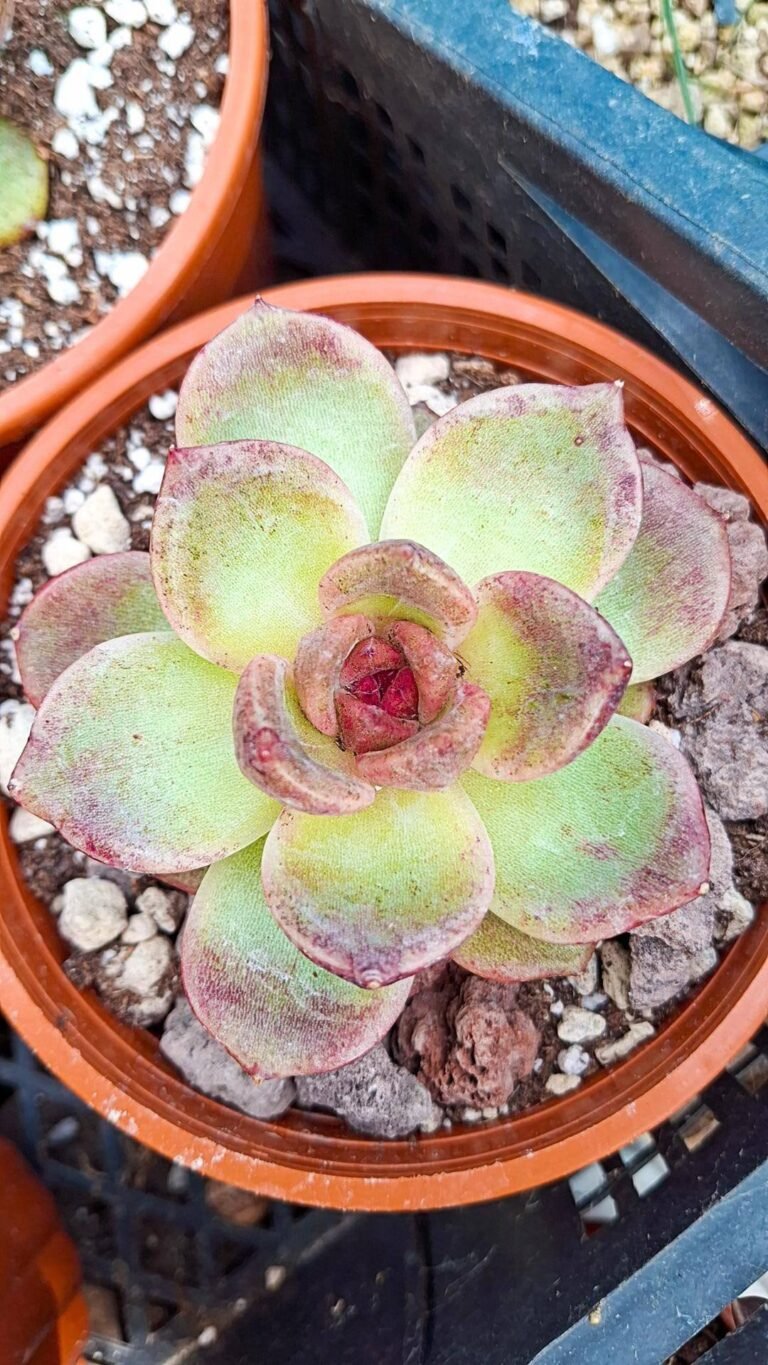 Echeveria black Crystal korean