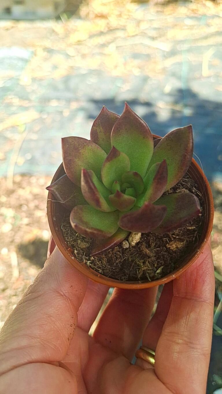 Echeveria black Tiger korean