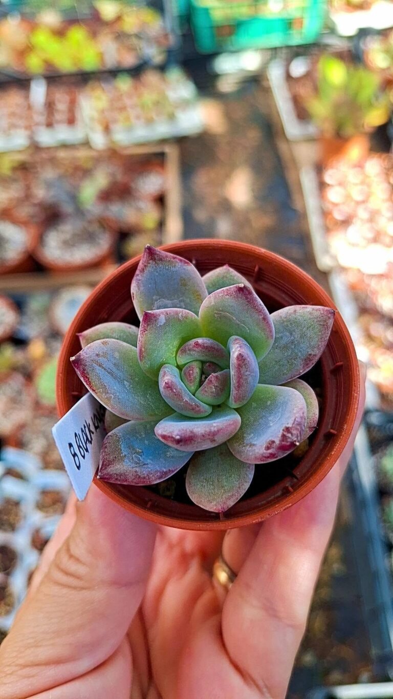 Echeveria black knight rose korean