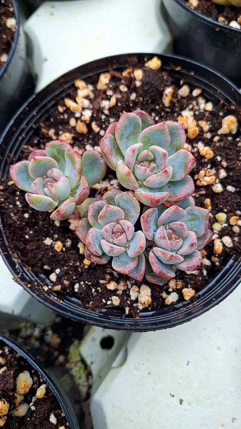 Siracactus-succulente-Echeveria-black-raccoon-cluster.jpg