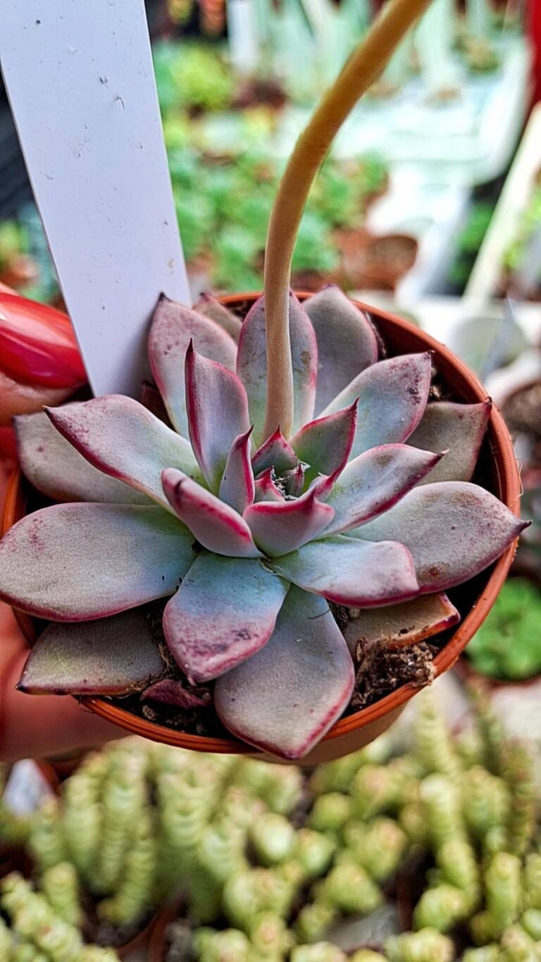Echeveria camanoi