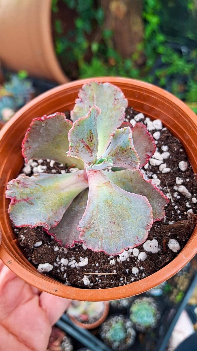 Echeveria chantilly korean