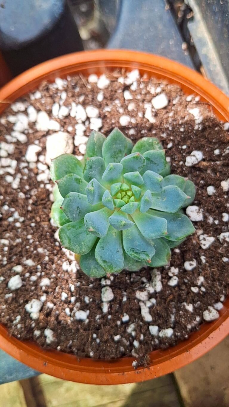 Echeveria chrissy’n Ryan