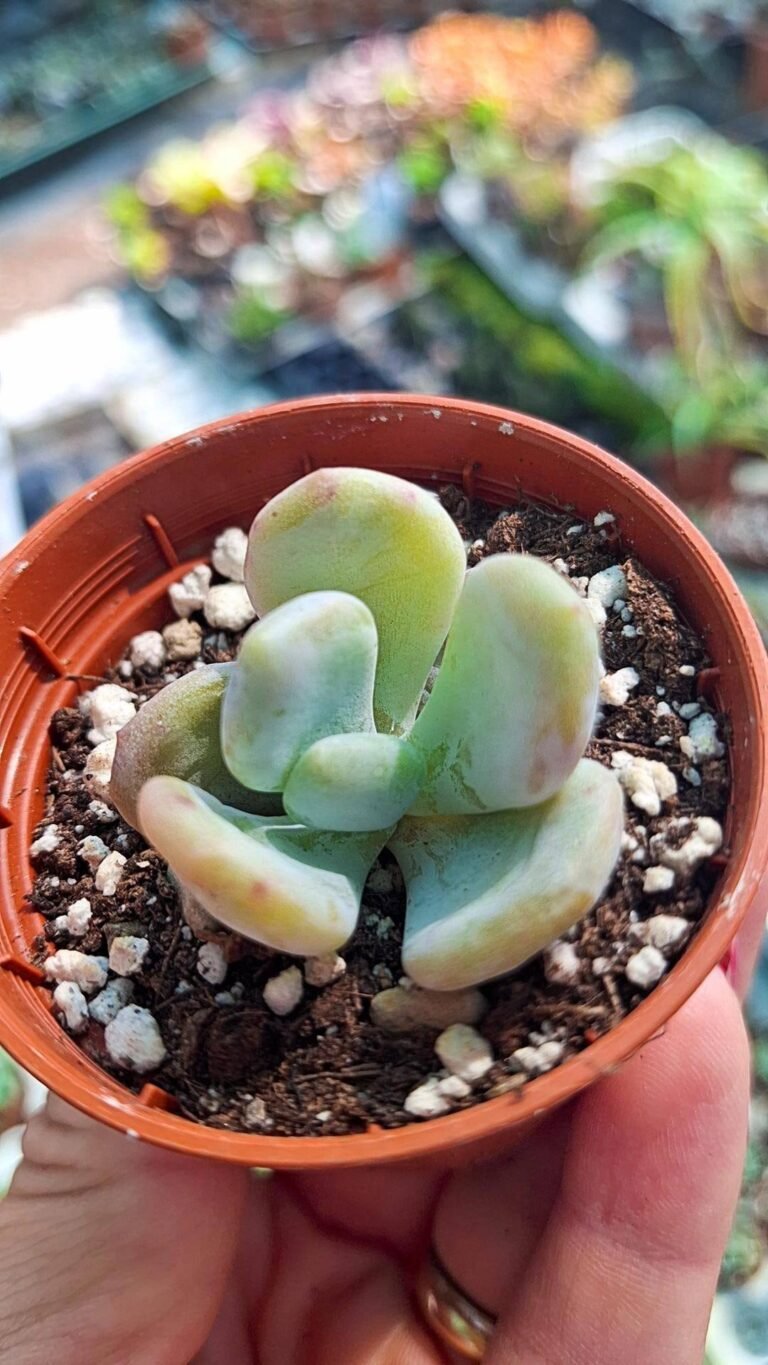 Echeveria Cinderella