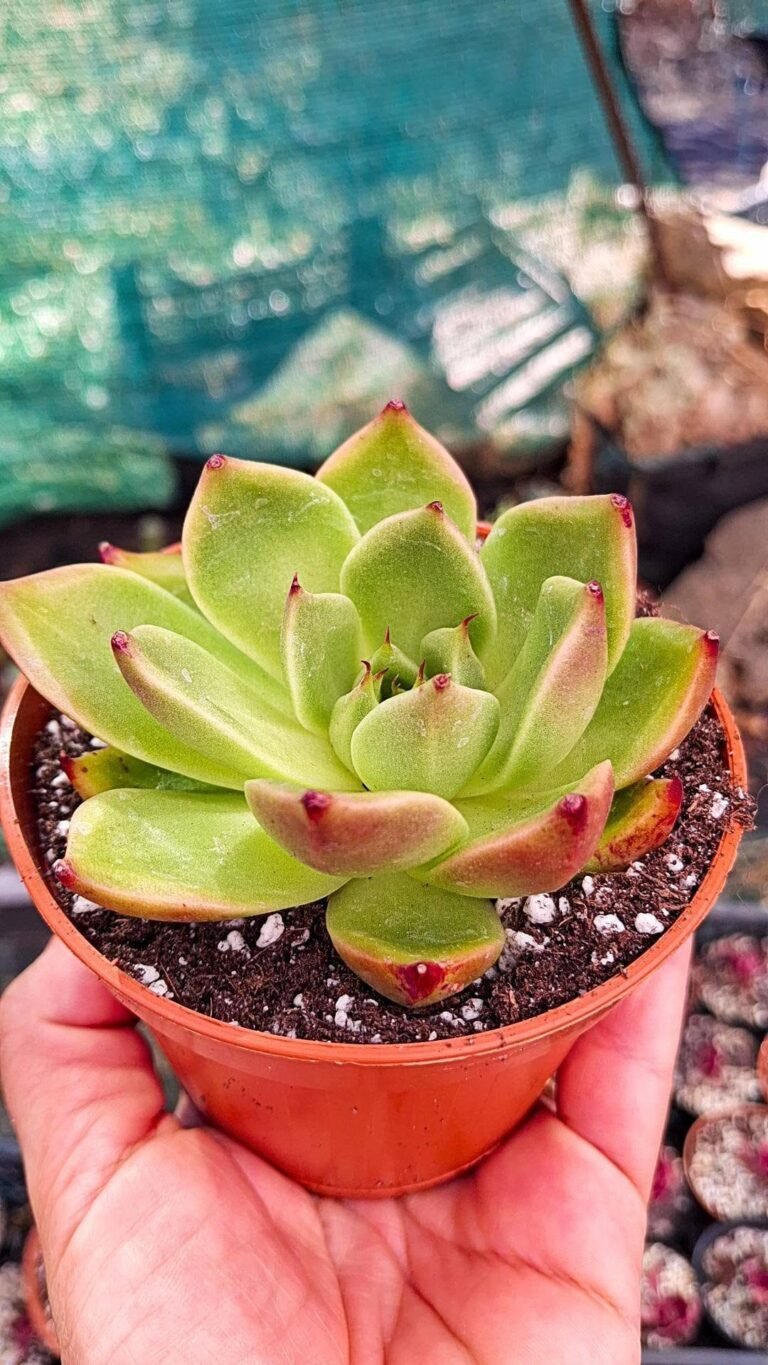 Echeveria cocktail cina