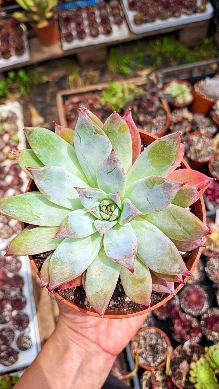 Echeveria Colorata Brandtii