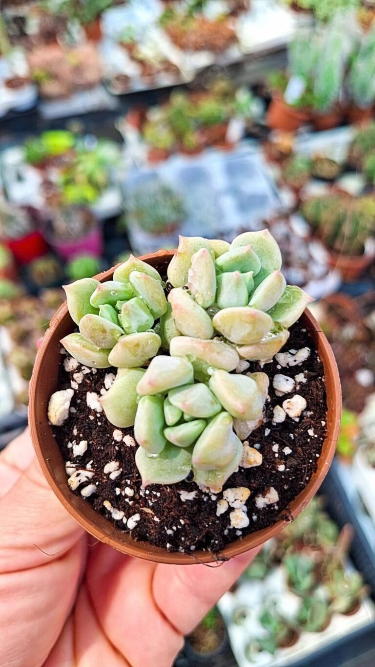 Echeveria Cream Puff