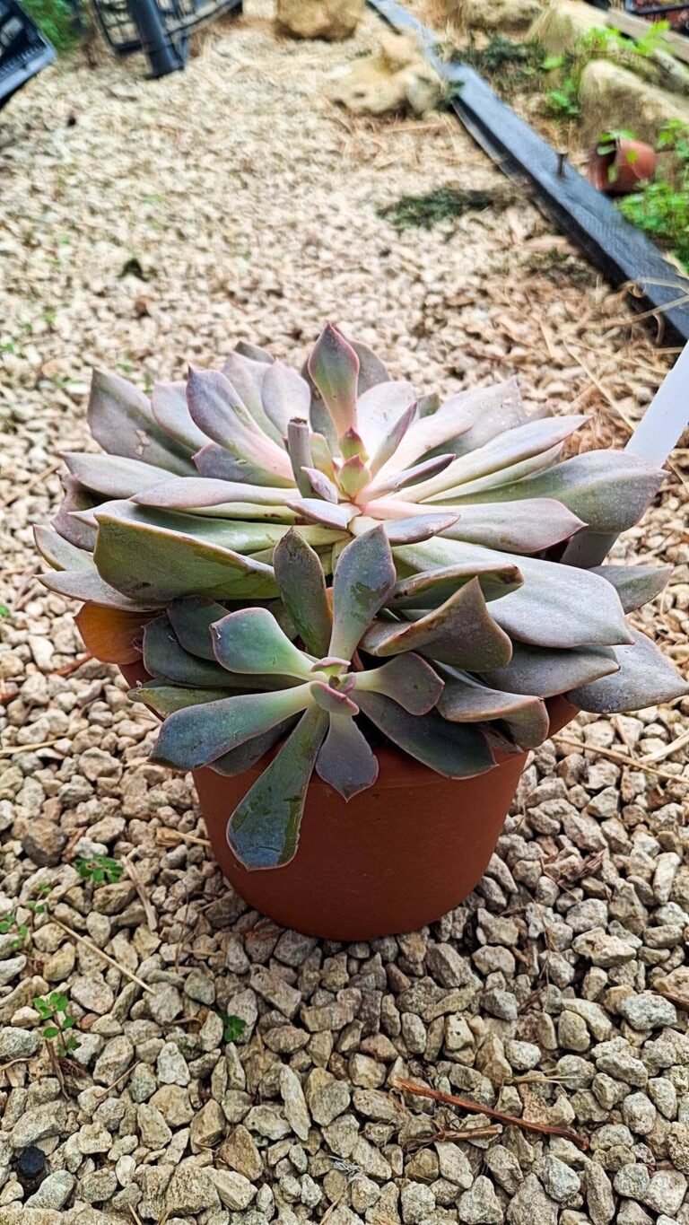 Echeveria Cubic Frost