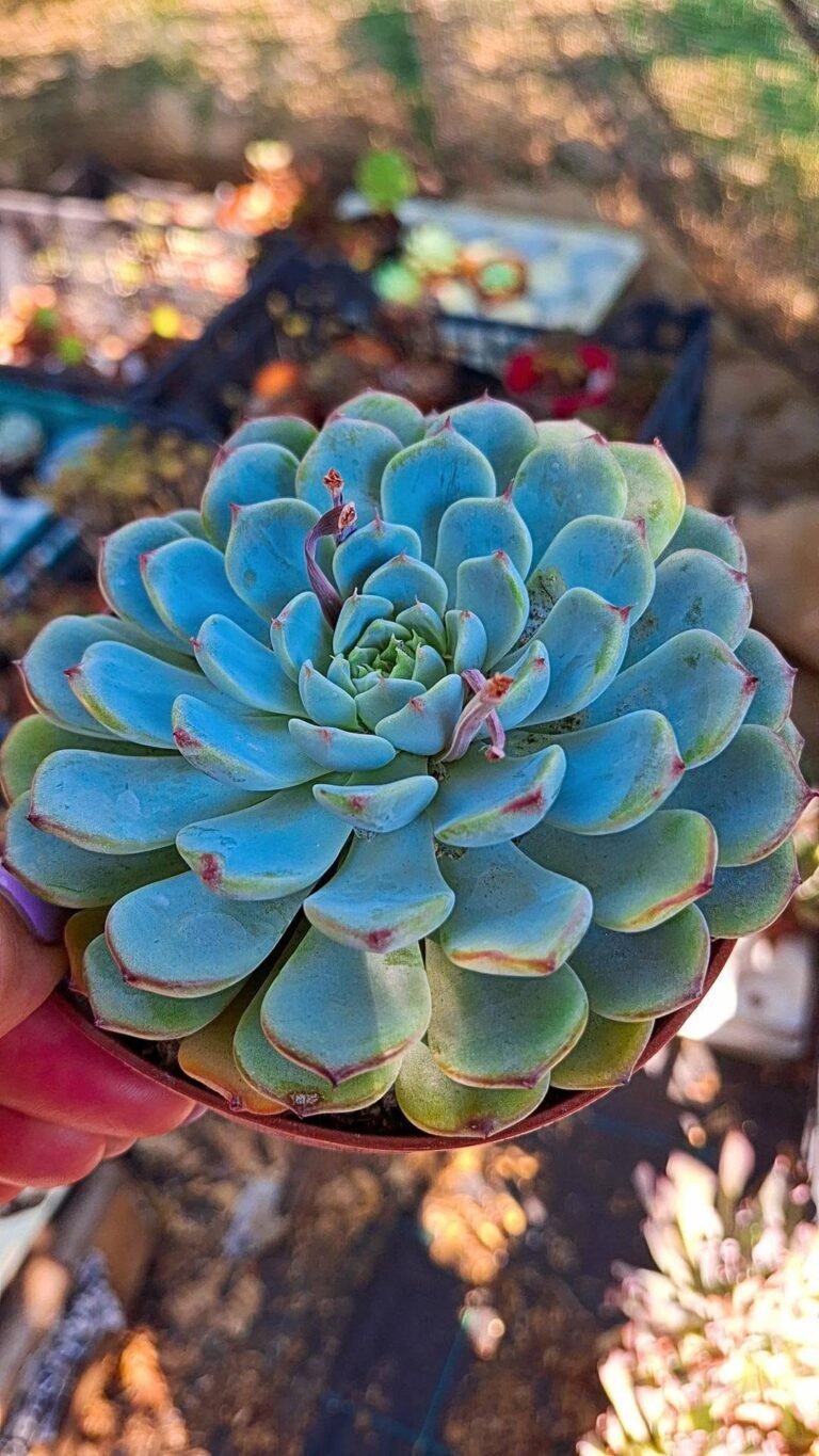 Echeveria cuspidata