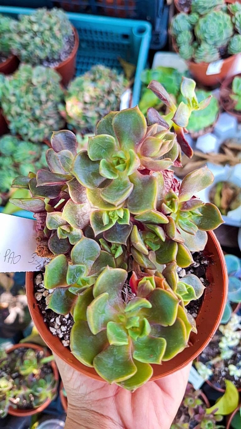 Echeveria da Hong pao Cina
